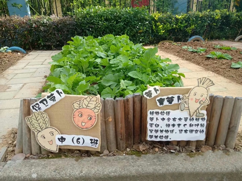 幼兒園小農(nóng)場設(shè)計