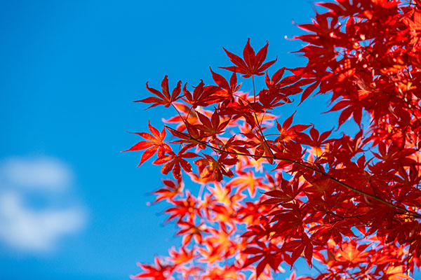 成都租車看紅葉，最全紅葉觀賞大全獻給你